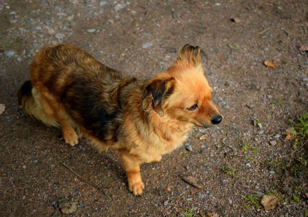 Cane Passeggiate All Aria Aperta — Foto Stock