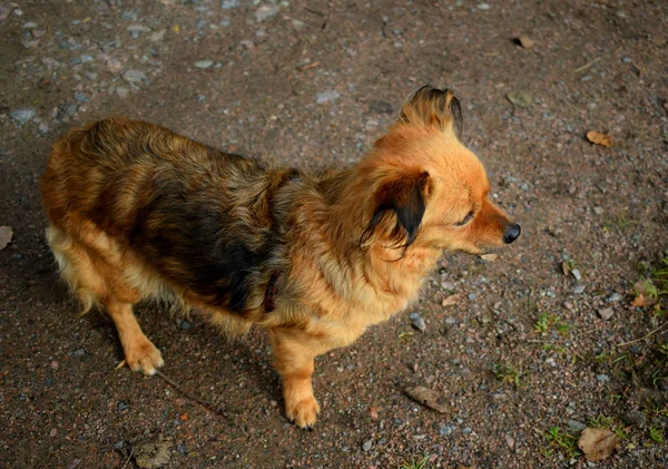 Собака Гуляет Свежем Воздухе — стоковое фото