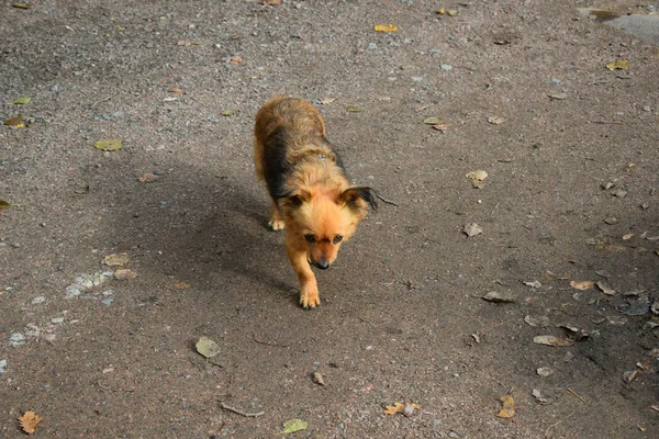 Cão Caminha Livre — Fotografia de Stock