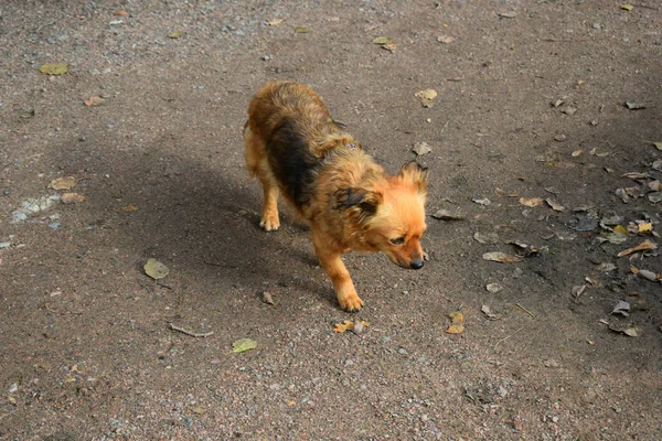 Honden Wandelen Frisse Lucht — Stockfoto