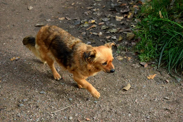 Cão Caminha Livre — Fotografia de Stock