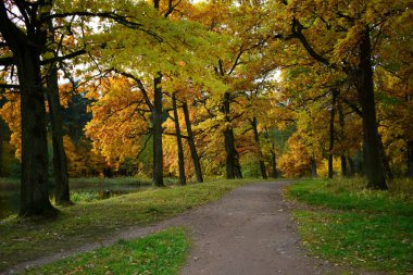 Parkta altın sonbahar