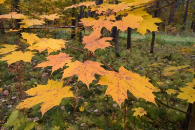 Sarı sonbahar yaprakları, sonbahar arkaplanı