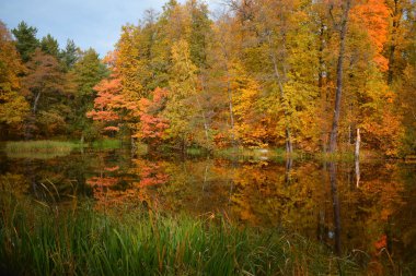 Göl ve ağaçlarla dolu sonbahar manzarası