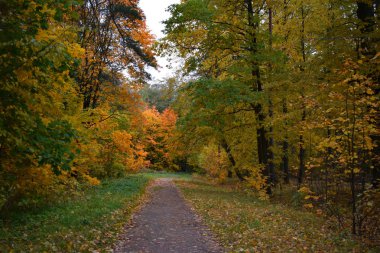 Sonbahar ormanındaki ağaçlar