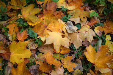 Parkta sarı sonbahar yaprakları