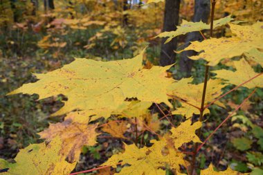 Sonbahar ormanındaki ağaçlar
