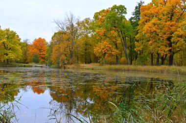 Göl ve ağaçlarla dolu sonbahar manzarası