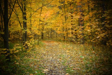 Sonbahar ormanındaki ağaçlar