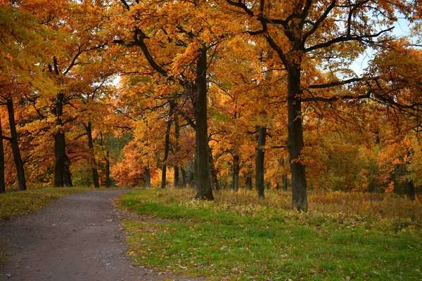 Goldener Herbst Park — Stockfoto