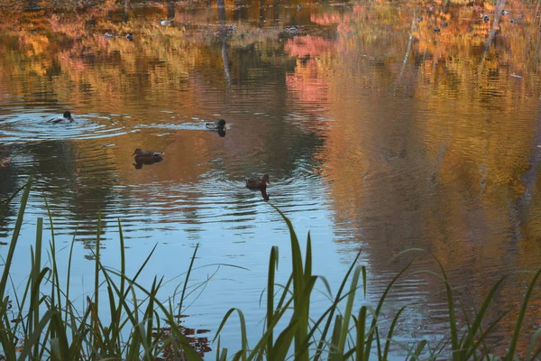 Höst Landskap Med Sjö Och Träd — Stockfoto