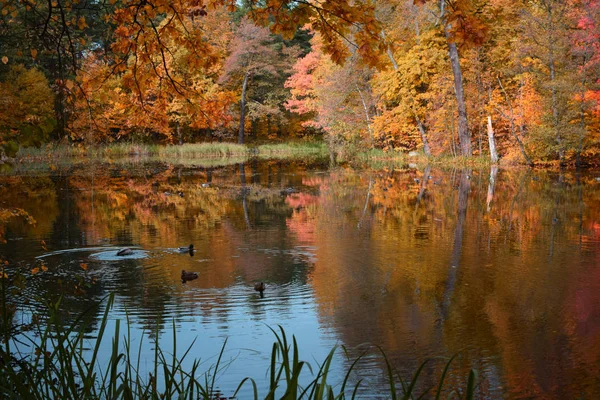 Paysage Automne Avec Lac Arbres — Photo