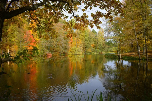 Autumn Landscape Lake Trees — Stock Photo, Image