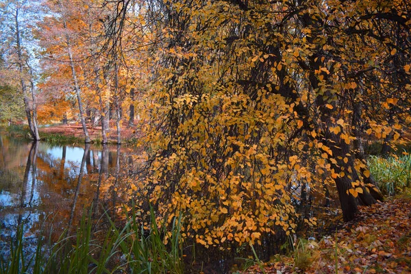 Höst Landskap Med Sjö Och Träd — Stockfoto