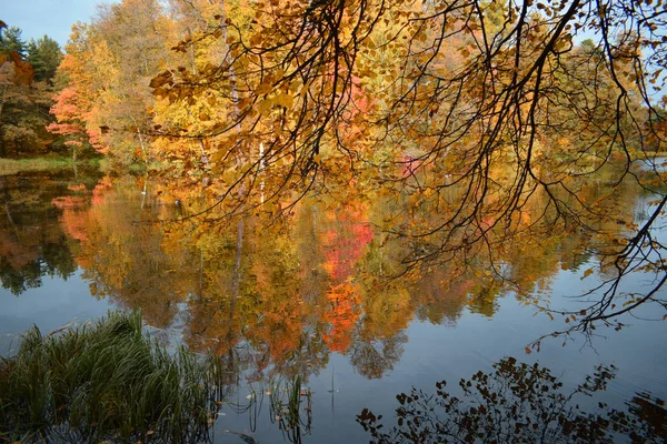 Осенний Пейзаж Озером Деревьями — стоковое фото