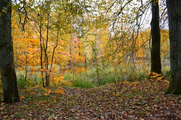 Золотая Осень Парке — стоковое фото