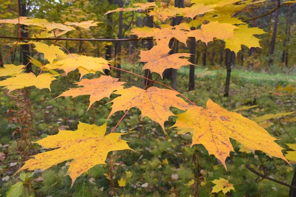 Foglie Autunnali Gialle Fondo Autunno — Foto Stock