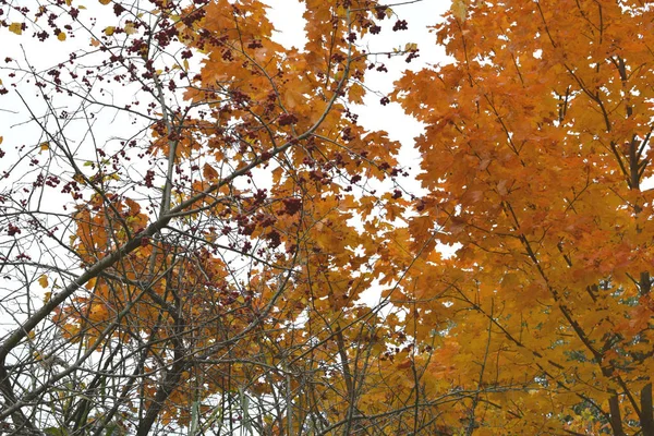 Automne Doré Dans Parc — Photo