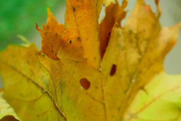 Feuilles Automne Jaunes Dans Parc — Photo