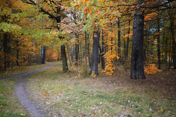 Деревья Осеннего Леса — стоковое фото