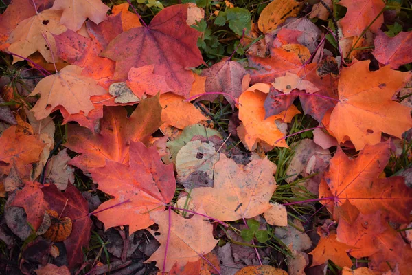 Yellow Autumn Leaves Park — Stock Photo, Image