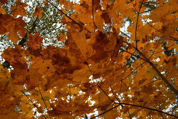 Žluté Podzimní Listy Parku — Stock fotografie