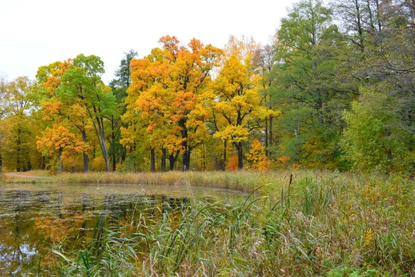 Herfst Landschap Met Meer Bomen — Stockfoto