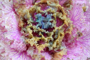 Bahçede dekoratif lahana