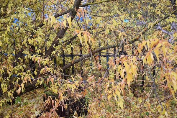 Árvores Folhagem Outono — Fotografia de Stock