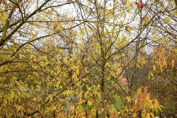 Feuillage Jaune Sur Les Arbres Automne — Photo