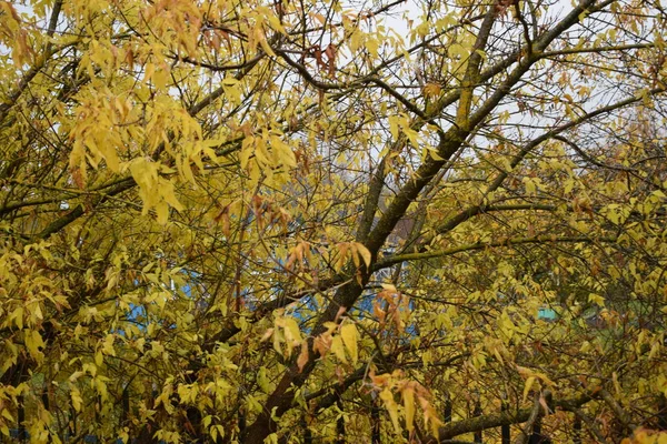 Gelbes Laub Bäumen Herbst — Stockfoto