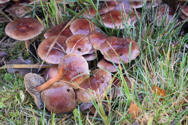 Svamp Höstskogen — Stockfoto