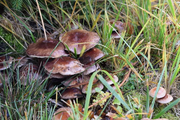 Svamp Höstskogen — Stockfoto