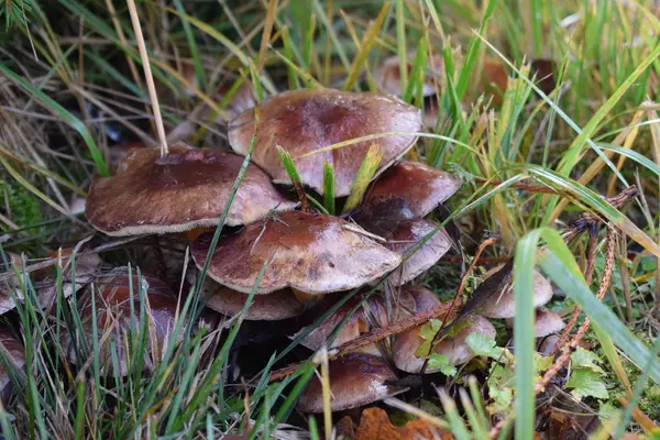 Svamp Höstskogen — Stockfoto