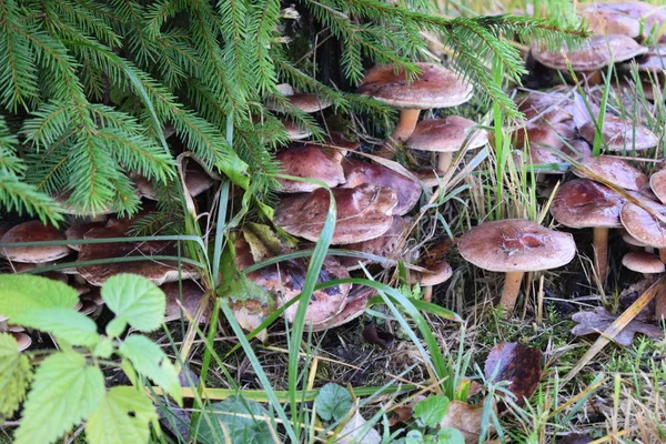 Svamp Höstskogen — Stockfoto