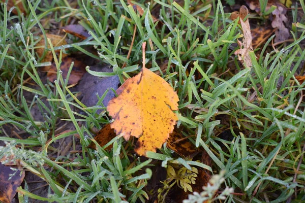 Yellow Leaf Grass — Stock Photo, Image