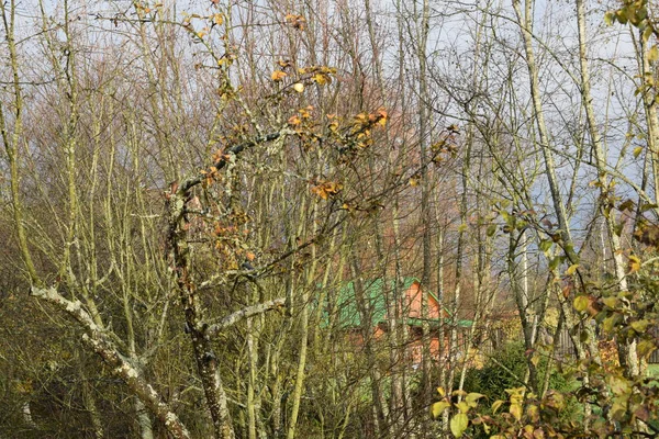 Starý Strom Podzimním Dni — Stock fotografie