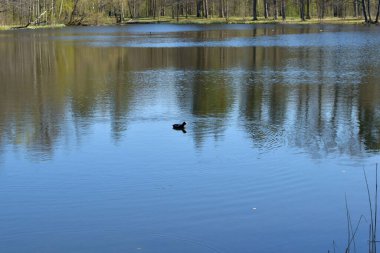 pond in the park, a place for swimming ducks