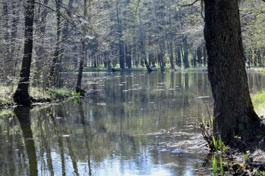 pond in the park, a place for swimming ducks