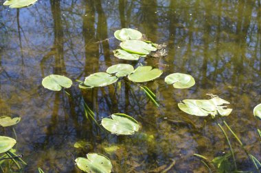 pond in the park, a place for swimming ducks