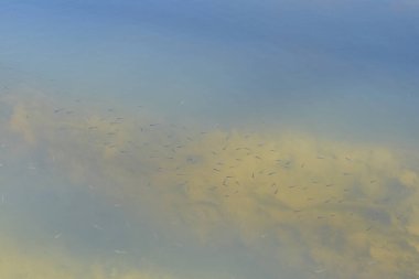 Balık gölette kızarır.