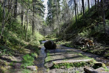 forest landscape in summer, forest