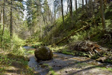 forest landscape in summer, forest