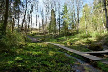forest landscape in summer, forest