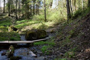 forest landscape in summer, forest