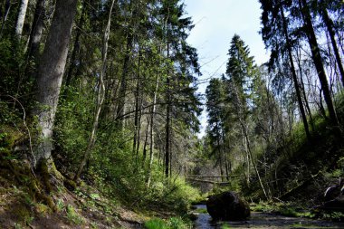 forest landscape in summer, forest