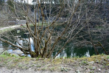 park, a place for recreation and walking