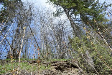 park, a place for recreation and walking