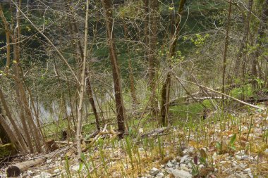 trees in the forest, sum