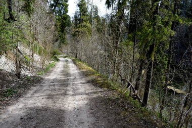 trees in the forest, sum